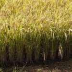 Rice Paddy Art Half day tour in Aomori - Who Would Love This Tour?