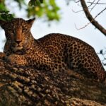 Romantic Glamping Safari Bordering Yala National Park 2- days - Analyzing the Itinerary and Experience