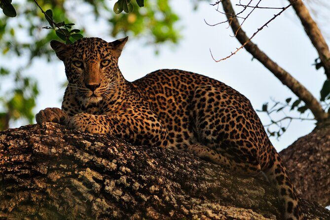 Romantic Glamping Safari Bordering Yala National Park 2- days - Analyzing the Itinerary and Experience