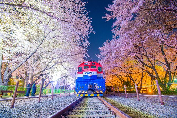 Romantic Jinhae Cherry Blossom Festival Night Tour from Busan - An In-Depth Look at the Tour Experience
