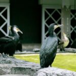 Royal Fishermen's Restaurant and Cormorant Fishing Tour - Who Will Love This Experience?