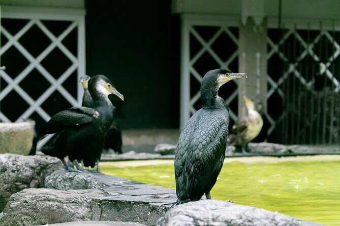 Royal Fishermen's Restaurant and Cormorant Fishing Tour - Who Will Love This Experience?