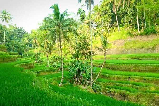 Safari style tour in Bali Island - The Sum Up: Who Is This Tour Best For?