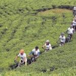 Samdakphu View trek - What Sets This Trek Apart