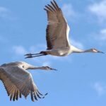 Same Day Jeep Safari For Blackbuck At National Chambal Sanctuary From Agra - Who Should Book This Tour?