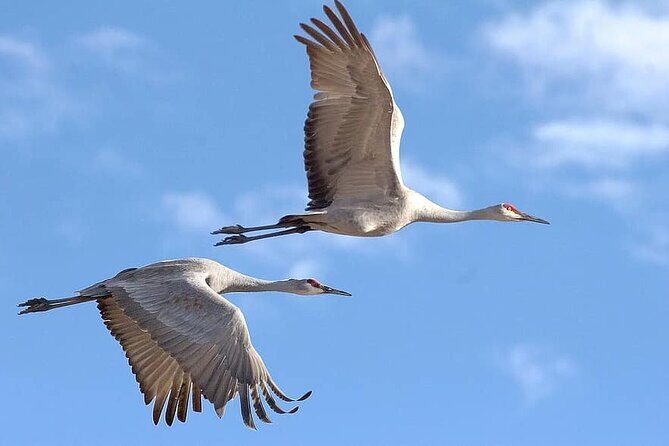 Same Day Trip To National Chambal Sanctuary From Agra - Final Thoughts on Value and Experience