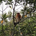 Sandakan Borneo Wildlife Day Trip Tour - What Makes This Tour Stand Out