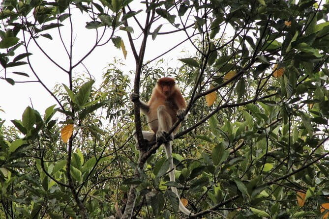 Sandakan Borneo Wildlife Day Trip Tour - What Makes This Tour Stand Out