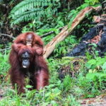 Sarawak Orangutan Semenggoh Wildlife Centre Tour - FAQ