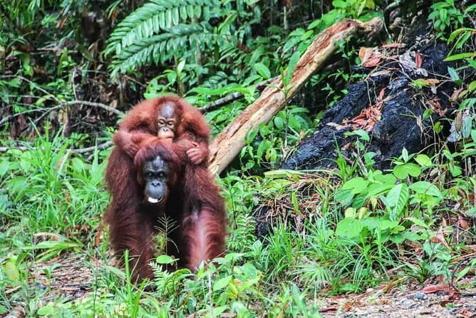 Sarawak Orangutan Semenggoh Wildlife Centre Tour - FAQ