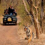 Sariska Tiger Reserve Safari Tickets (Skip The Line) - Key Points