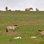 Scenes of National Parks - A Deep Dive into the 3-Day Mongolia Itinerary