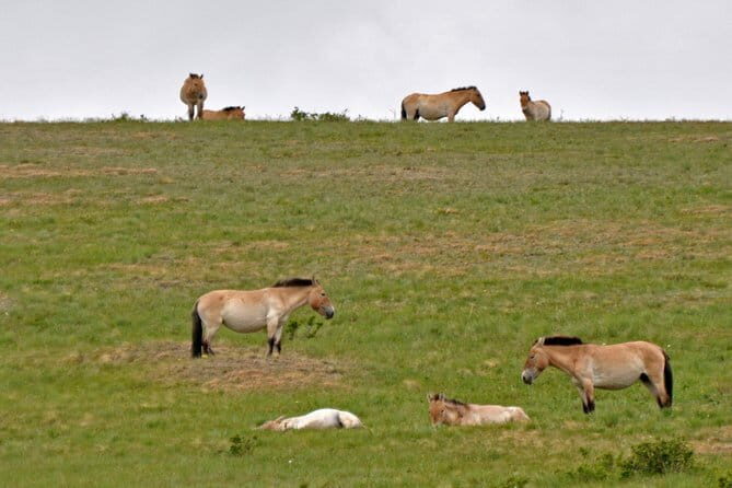 Scenes of National Parks - A Deep Dive into the 3-Day Mongolia Itinerary