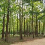 Scenic Escape: Nami Island, Garden of Morning Calm, and Rail Bike - Practical Details & Considerations