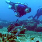 Scuba Diving from Kalpitiya - The Experience: What You Can Expect
