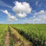 Sekinchan Paddy Field, Fishing Village & Kuala Selangor Fireflies Tour - Analyzing the Value