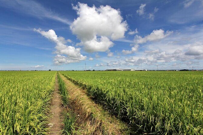 Sekinchan Paddy Field, Fishing Village & Kuala Selangor Fireflies Tour - Analyzing the Value