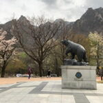 Seoraksan and Cherry Blossom Lake 1 day trip from Seoul - What Reviewers Say