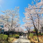 Seoul Cherry Blossom Walking Tour to Gyeongui Line Park - FAQ