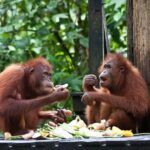 Sepilok Orang Utan, Labuk Bay Proboscis Monkey and Sun Bear Tour - Analyzing the Value and Suitability
