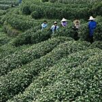Shanghai Day Tour to Hangzhou - West Lake (Xi Hu): The Heart of Hangzhou’s Charm
