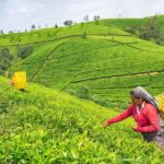 Shanthipura and Nuwara Eliya Day Tour from Kandy - Practical Details and What to Expect