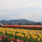 [Shibazakura / Tulip] Going by private car, Shibazakura Takinoue Park and Kamiyubetsu Tulip Park (from Sapporo) - Who Will Love This Tour?