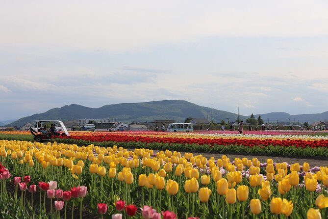[Shibazakura / Tulip] Going by private car, Shibazakura Takinoue Park and Kamiyubetsu Tulip Park (from Sapporo) - Who Will Love This Tour?