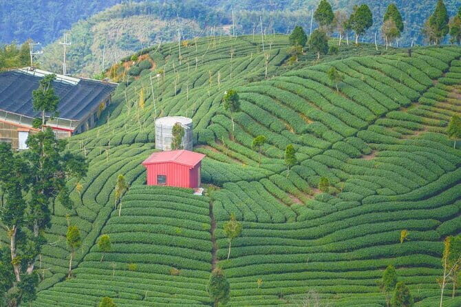 Shiding Tea Township Half-Day Tour from Taipei - Authentic Experiences and Authentic Value