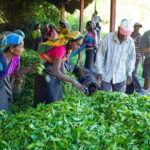 Shore Excursions Tea Plantation from Colombo Port Passenger Jetty - Transportation & Logistics