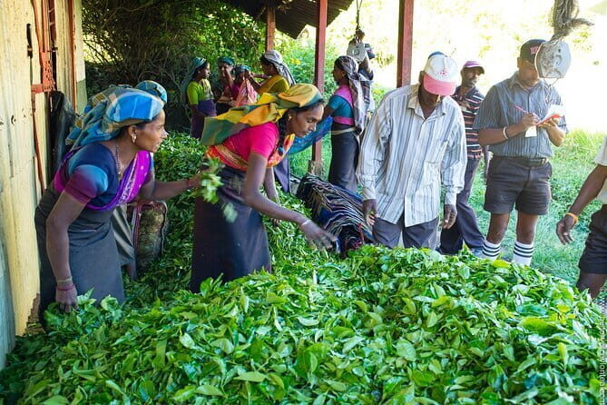 Shore Excursions Tea Plantation from Colombo Port Passenger Jetty - Transportation & Logistics