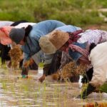 Siem Reap Full-Day Private Ox-Cart Tour with Blessing Ceremony - Practical Tips for Your Tour Experience