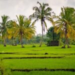 Sigiriya & Hiriwaduna Village Tour From Sigiriya - Who Should Consider This Tour?