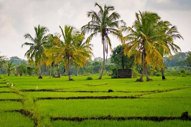 Sigiriya & Hiriwaduna Village Tour From Sigiriya - Who Should Consider This Tour?