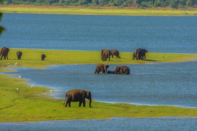 Sigiriya Rock and Wild Elephant Safari from Polonnaruwa - Transportation and Guide Service