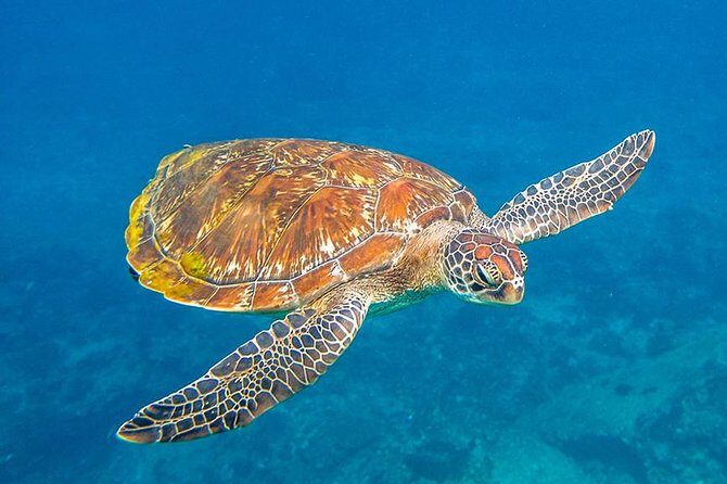 Similan Islands One Day Tour From Phuket Include Lunch & Pickup Transfer - The Experience: What Travelers Say