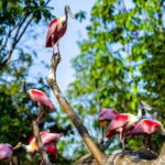 Singapore Bird Paradise E-Tickets - What Reviewers Have Said