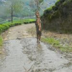 Single Tree Hill Hike from Nuwara Eliya - Why This Tour Offers Good Value