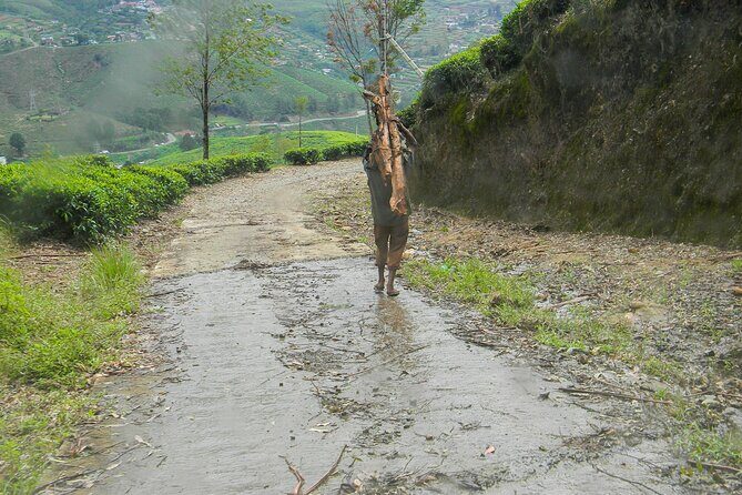 Single Tree Hill Hike from Nuwara Eliya - Why This Tour Offers Good Value