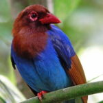 Sinharaja Rain Forest Day Tour From Colombo - Final Thoughts