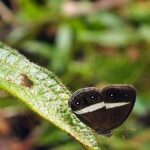 Sinharaja Rain Forest Guided Day Tour From Colombo and Negombo - Final Thoughts: Is It Worth It?
