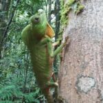 Sinharaja Rain Forest One Day - Who Is This Tour Best For?