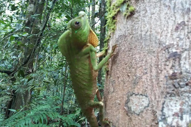 Sinharaja Rain Forest One Day - Who Is This Tour Best For?