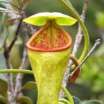 Sinharaja Rain Forest Tour from Bentota - The Sum Up