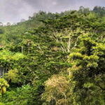Sinharaja Rainforest Private Day Tour from Galle - FAQs