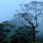 Sinharaja Rainforest Trekking All Inclusive Tour from Hambantota - A Deep Dive into the Experience