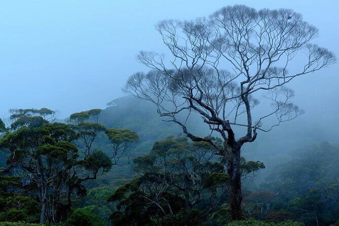 Sinharaja Rainforest Trekking All Inclusive Tour from Hambantota - A Deep Dive into the Experience