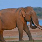 sinharaja udawalawa two days Tour - The Tour Experience in Detail