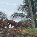 Sirin Park Eco Tour in Sri Lanka - The Itinerary Breakdown