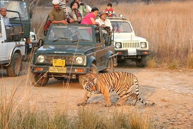 Skip-the-Line Entry for Ranthambore Gypsy Safari - Transport, Duration, and Group Size